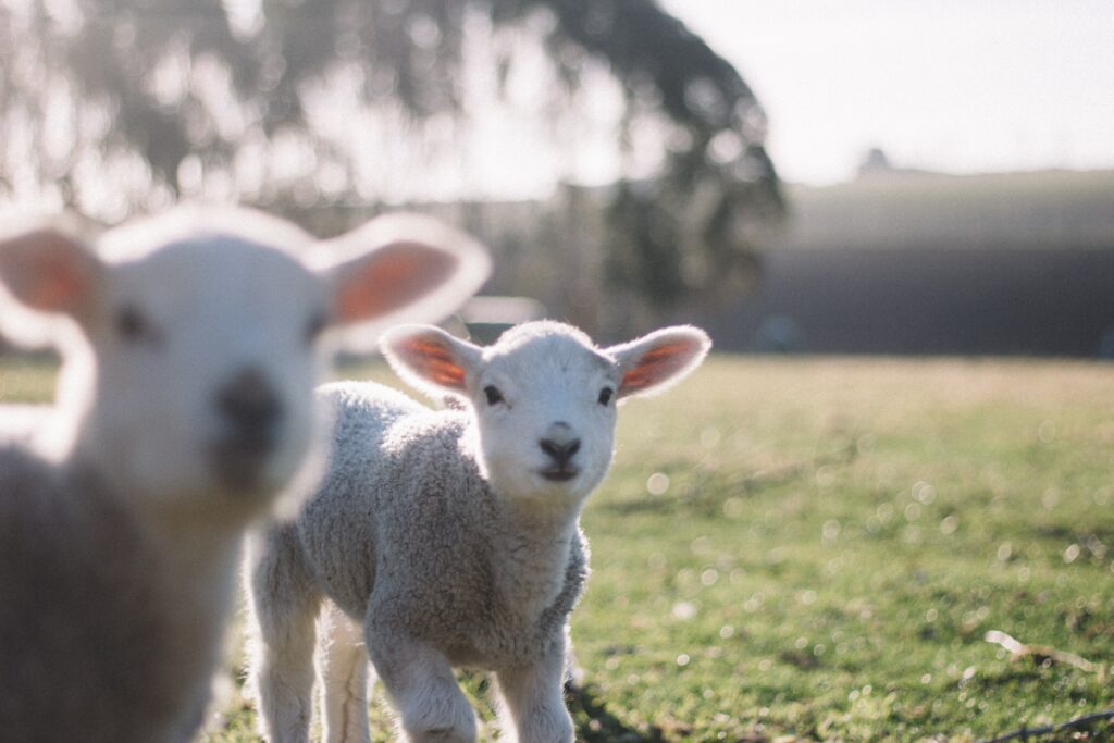 Two lambs in grass field.