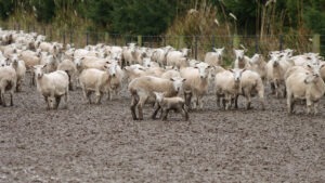 New Zealand Sheep in Mud, No Grass in Sight